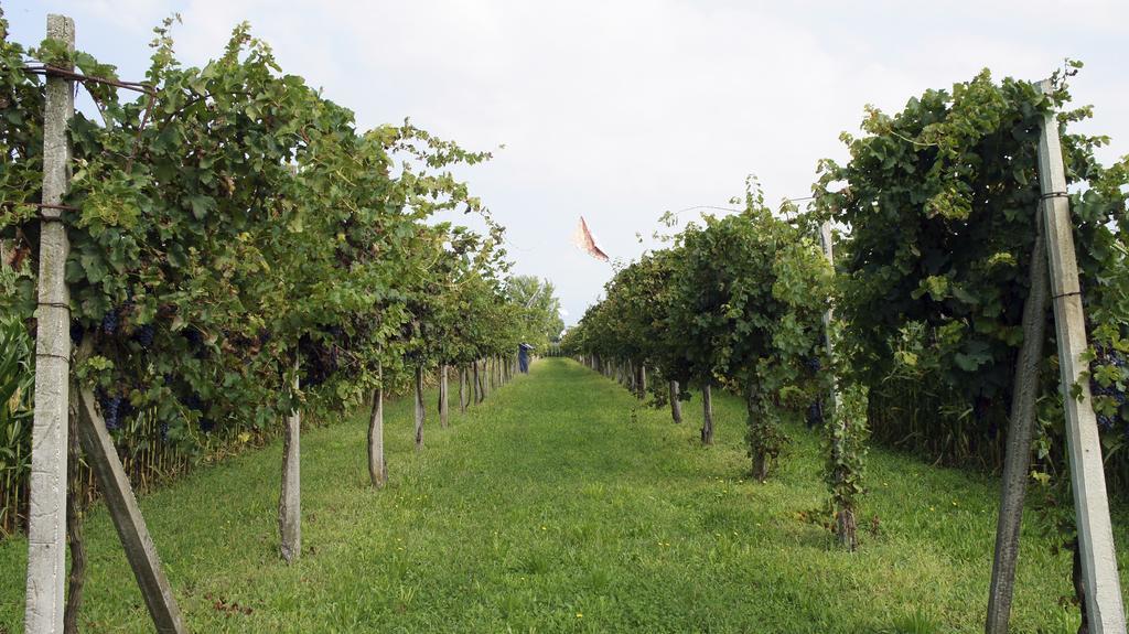 Agriturismo Da Gas San Giorgio In Bosco Εξωτερικό φωτογραφία